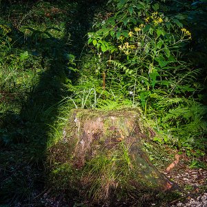 Licht Schattenspielt im dichten Wald