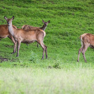 Hirschenfamilie, leider ohne den Oberhirsch mit Geweih.