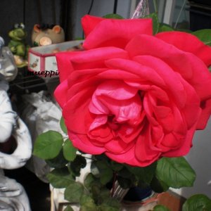 Rose_16.8.14.jpg