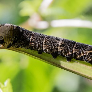 Mittlerer Weinschwärmer