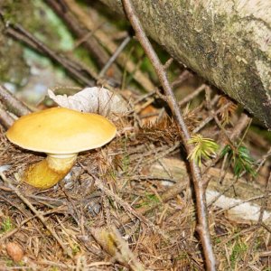 Ein Pilz im Walde