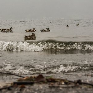 Ein weiterer verregneter und trüber Tag am Traunsee