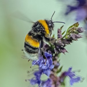 Hummel bei der Arbeit