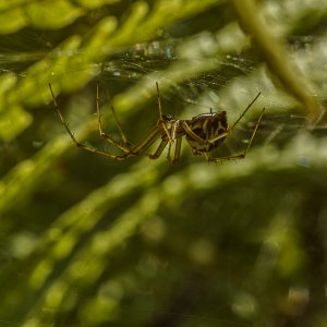 Kleine Spinne in ihrem Netz