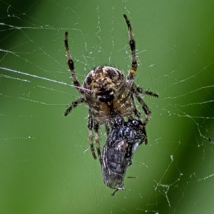 Verpackungskünstler