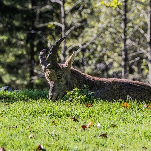 Mama Steinbock, leider ohne Papa Steinbock den der hätte so richtig große Hörner.