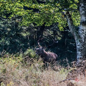 Der Rothirsch, sie machen im Salzkammergut zurzeit Mächtigen Radau mit ihren Brunftsc