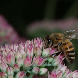 Biene auf Fetter Henne