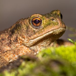 Eine kleine Kröte aus dem Garten