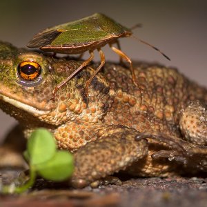 Eine kleine Kröte aus dem Garten