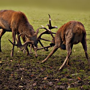 ...müde und abgebrunftet.