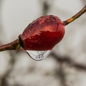 Ein Tautropfen auf einer Hagebutte der wie ein Weitwinkel Objektive wirkt.