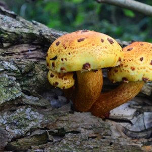 Blumen aus und um Meck Pomm