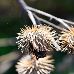 Blumen aus und um Meck Pomm