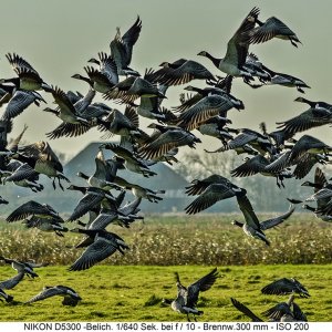 Auf der Flucht vor dem Seeadler