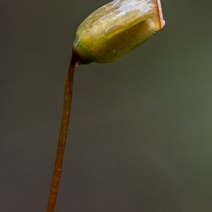 Ein 2 mm kleiner Mooskeimling.