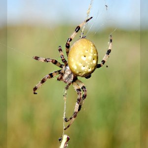 Vierfleckkreuzspinne