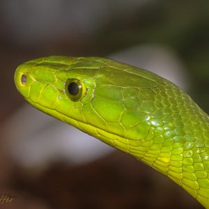 Schlangen von der Schlangenfarm