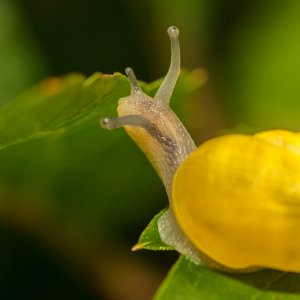Schnecke beim Frühstück