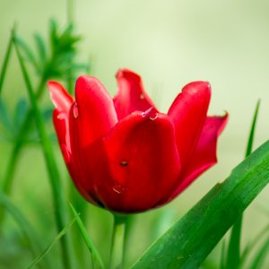Rose am Silbersee Neuwied