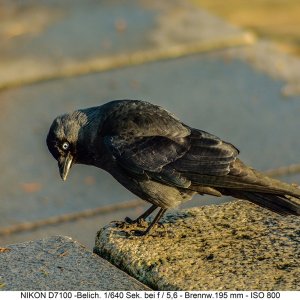 ...könnte das was essbares sein ?