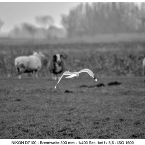 Heute wieder alles grau und diesig