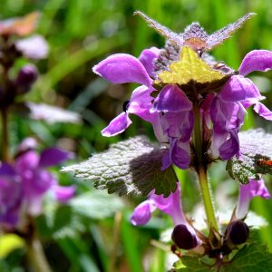 Makroaufnahme mit Sigma 18-50