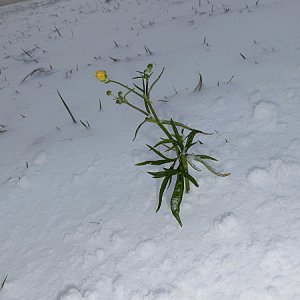 21. Dezember, gestern noch 13°