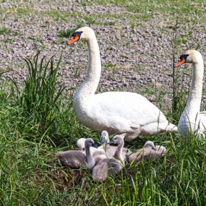 Schwanenfamilie (mit einem weißen Kücken ! )