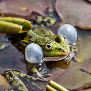 Kleines Sammelsorium