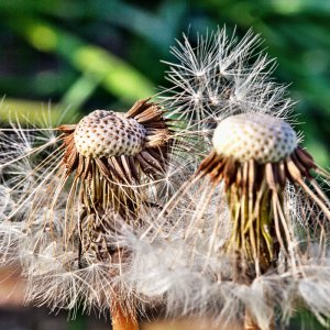 Kleines Sammelsorium
