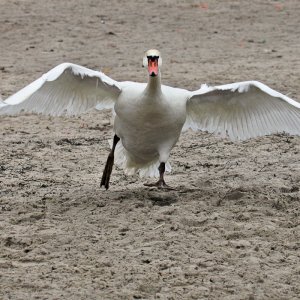 Rasender Schwan