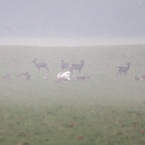 Großtrappen und Rehwild im Morgennebel