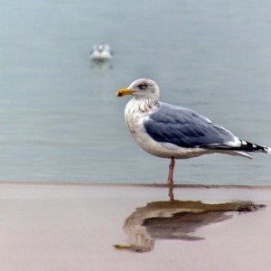 Polnische Ostsee(Darlowko)