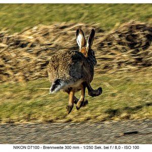 ...immer diese paparazzi - nix wie weg