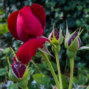 Ich wünsche allen einen schönen Valentinstag