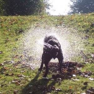Dusche auf vier Beinen