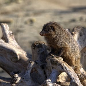 Die Manguste (Herpestidae)