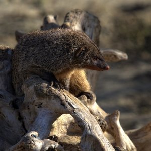 Die Manguste (Herpestidae)