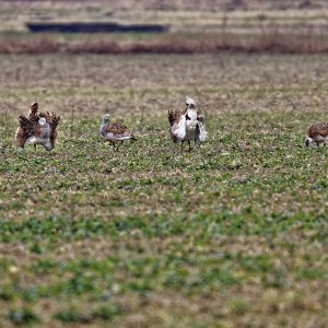 Großtrappe (Otis tarda)