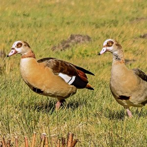 Nilgänse in St. Peter-Ording