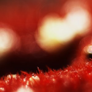 Meyer-Optik Diaplan 100mm/3,5