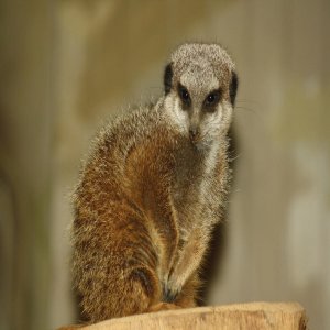 Besuch im Zoo Münster