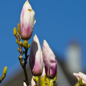 Magniolienblüten in Luxemburg. April 2015