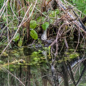 Kampf um Leben oder Tod