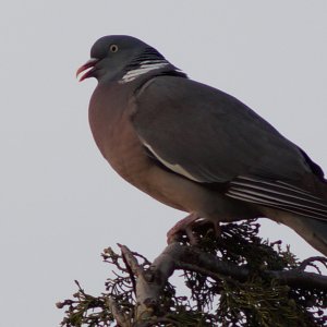 Wildtäuberich im Abendlicht