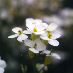 Alte Linsen in der Natur