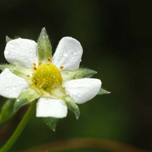 Alte Linsen in der Natur