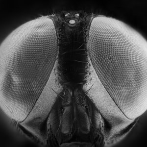 Schau mir in die Augen...