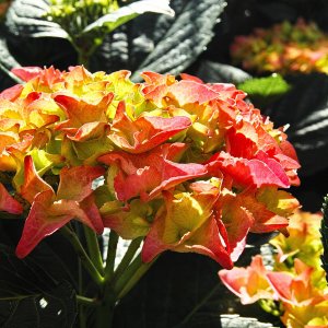 Sigma SD-1, die berauschende Kamera.....